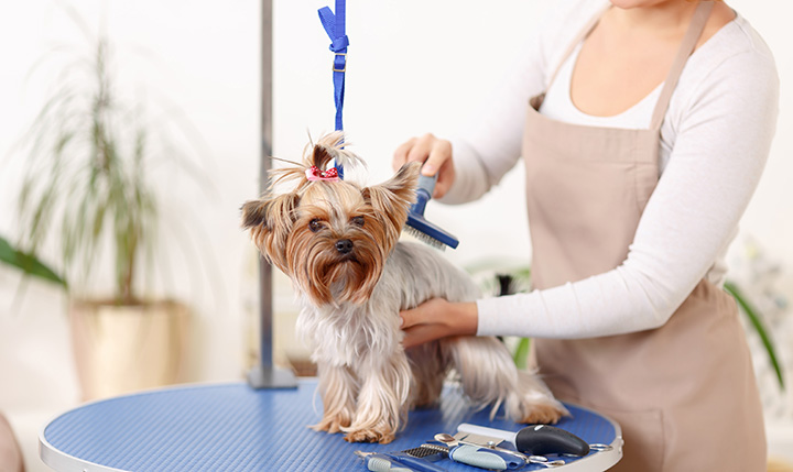 mobile pet grooming service