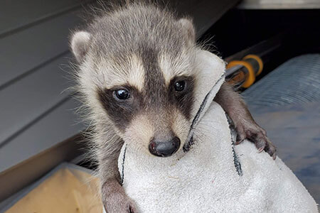 Houston Raccoon Removal