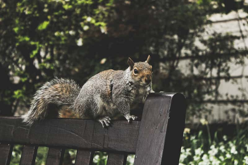 Chillicothe Wildlife Removal