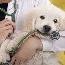 veterinarian 